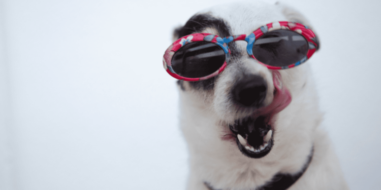 ¿Qué se necesita para viajar con tu perro en Primera Plus?