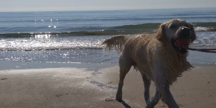 MEJORES PLAYAS PERROS VALENCIA