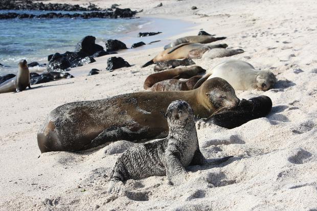 En Galápagos verás lobos marinos, tortugas gigantes, piqueros y otras especies.