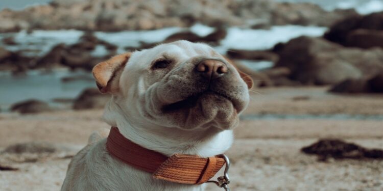 Animales de soporte emocional se aceptan en viajes internacionales y nacionales