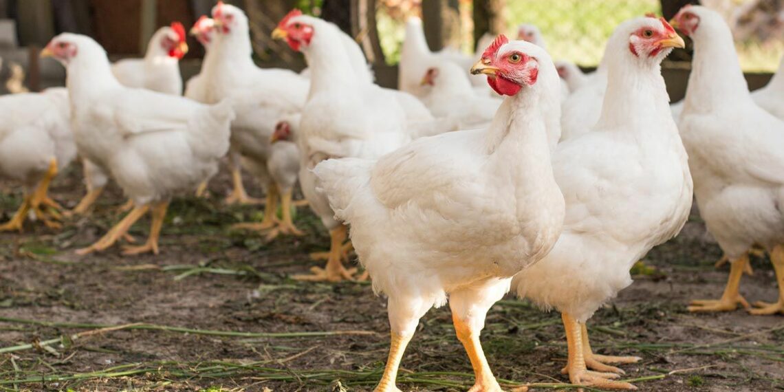 Close up of chickens, representing the broiler chicken growers antitrust settlement.