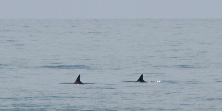 Científicos estimarán cuántas vaquitas marinas sobreviven en el Alto Golfo