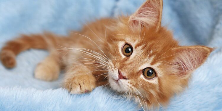Consejos para llevar el gato al veterinario tranquilo