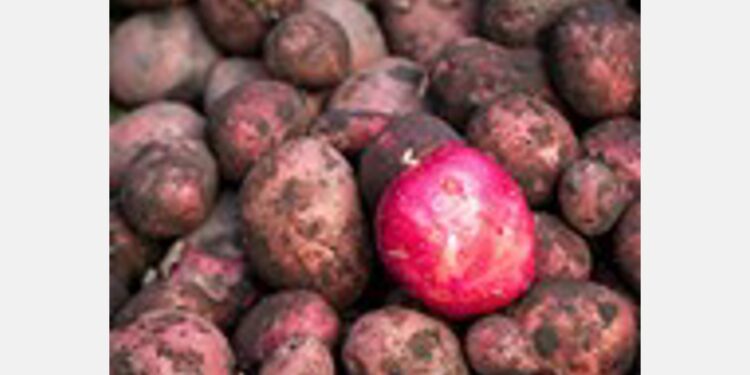 El interés por las papas nativas andinas choca con la falta de semillas