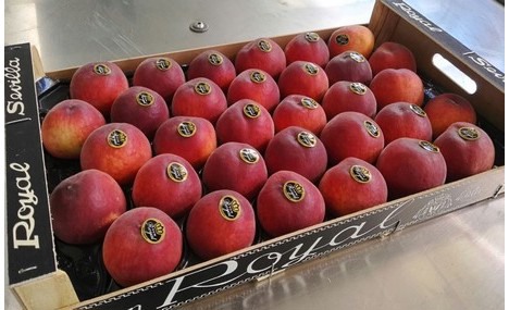 "El mal tiempo está frenando por ahora las ventas de fruta de hueso española"