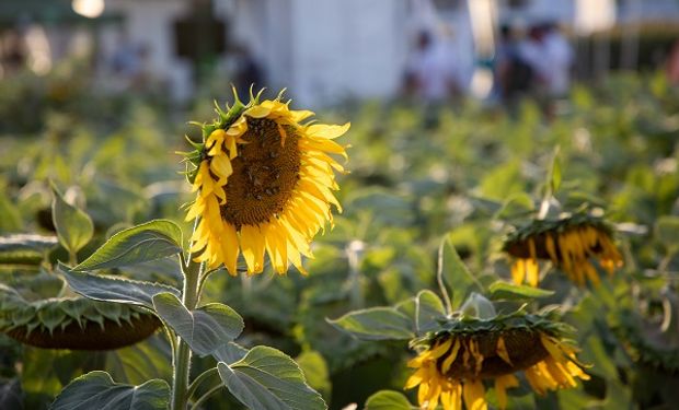 Empresa argentina líder en girasol adquirió el 50% de una empresa española