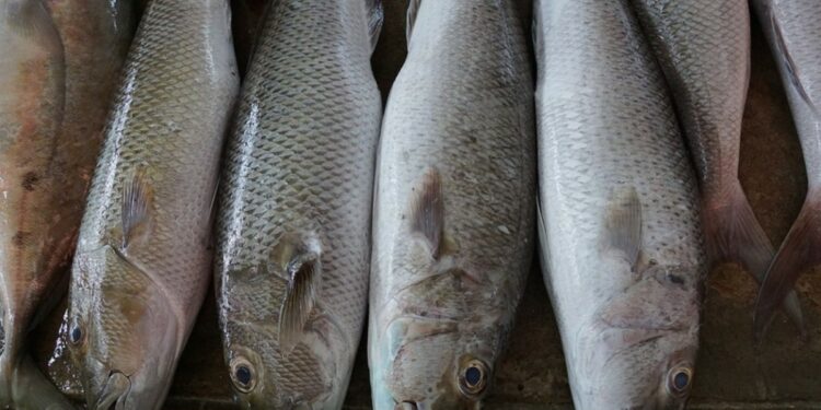 Empresa logra imprimir los primeros filetes de pescado en 3D