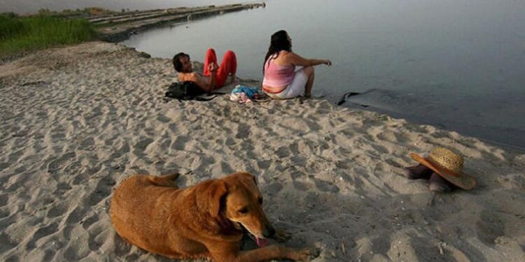 Estos son algunos consejos para irte de viaje con tu mascota