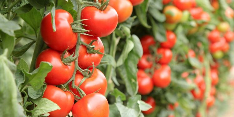 Gastronomía y filosofía del Km 0, un menú ecológico, bonito y barato