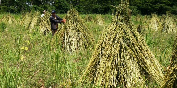 La Nación / Sesameros buscarán nuevas oportunidades de negocios en feria taiwanesa