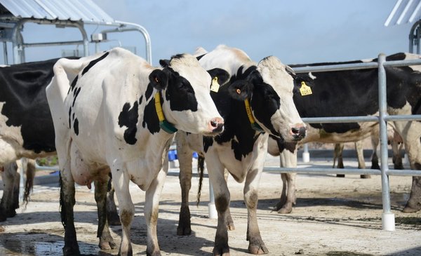 La ex planta láctea Schreiber Foods fue adquirida por capitales uruguayos y trabajan en su reapertura