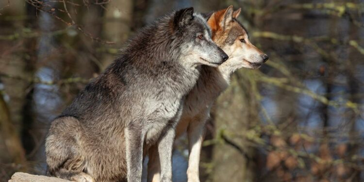 La región de Asia donde los lobos evolucionaron a perros domésticos