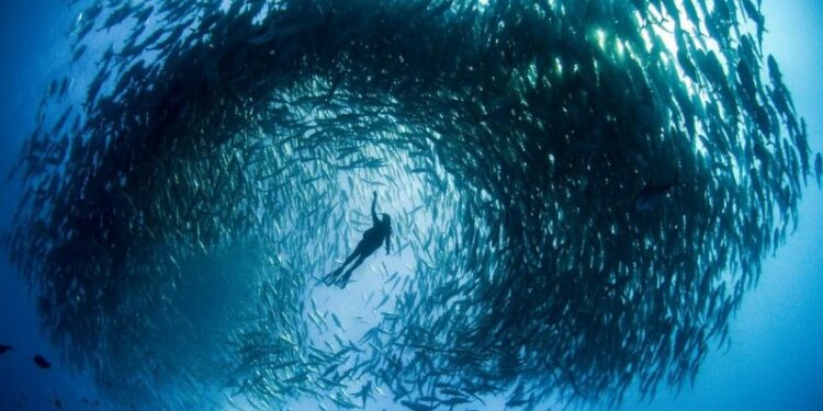 Los mejores destinos para bucear en México - cabo-pulmo-buceo-baja-california-sur-los-cabos-gluup-2