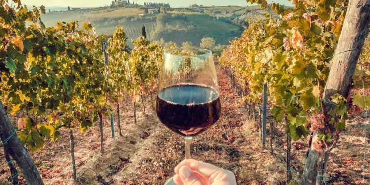 Lugares del mundo para conocer y probar excelentes vinos
