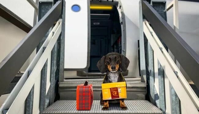 MASCOTAS | Todo lo que tienes que saber antes de irte de viaje con tu perro