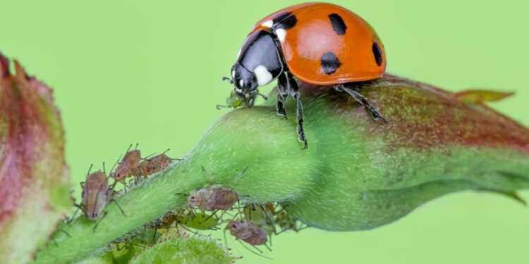Mar Alonso, bióloga: “Si el problema de nuestras plantas son los insectos, serán de gran ayuda el ajo, la cebolla, guindillas o vinagre” | Estilo de vida