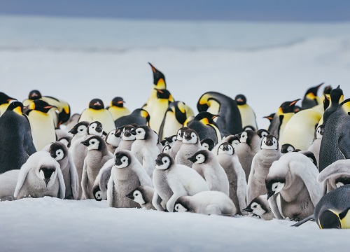 Descubre Snow Hill, el hogar del mítico Pingüino Emperador
