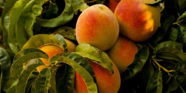 Profeco: Estos son los mejores duraznos en almíbar según el organismo