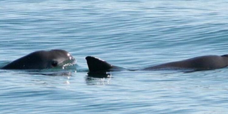 Saldrá crucero para conocer la cantidad de vaquitas marinas Grupo Milenio