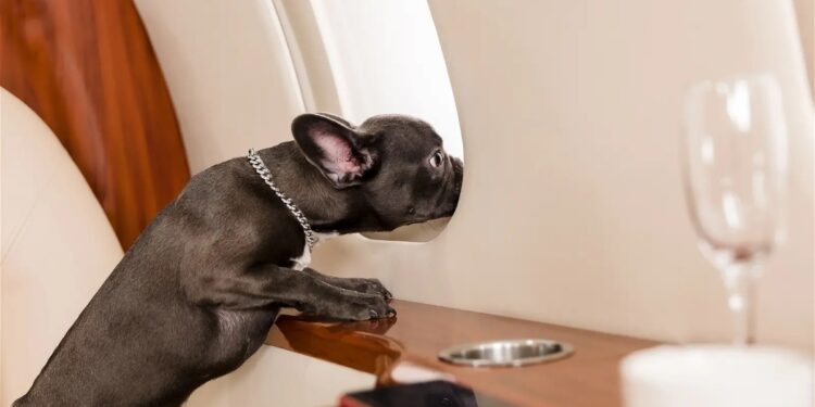 Se anuncia una aerolínea con vuelos de lujo para mascotas