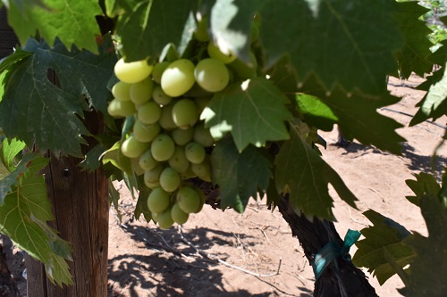 Vino de Baja California obtiene La Medalla de Oro, en el Concurso Mundial de Bruselas
