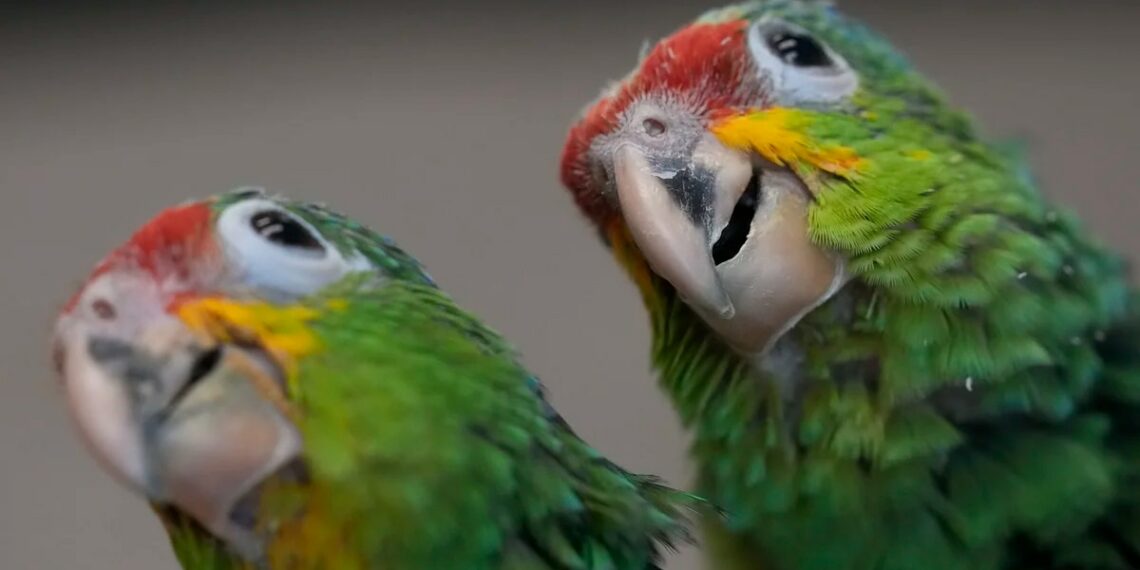 Una bolsa que piaba reveló un caso de contrabando de aves en el aeropuerto de Miami