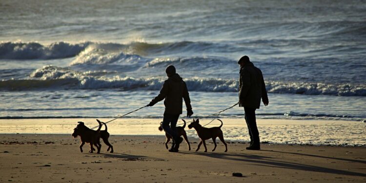 VIAJES | Guía para viajar con tus mascotas y no perder el avión