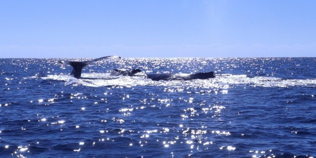 Viajes 2023: 4 destinos ecoturísticos para irte de puente
