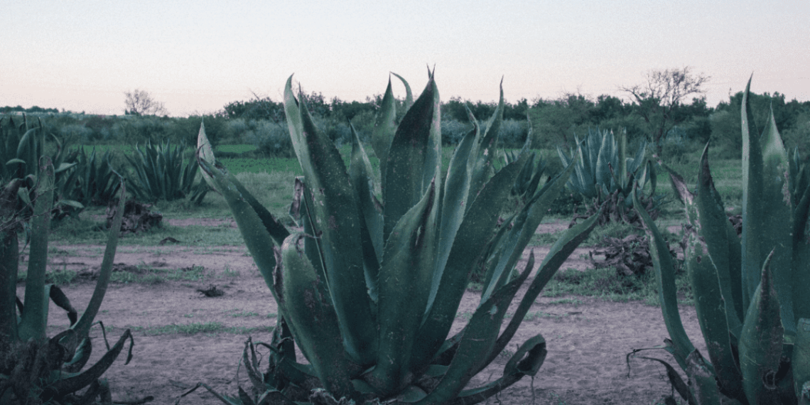 ¿Qué se puede hacer en Tequila, Jalisco con niños en un día?
