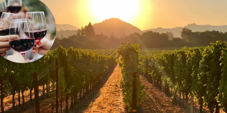 ¿Winelover? Recorre las mejores rutas del vino que hay en Estados Unidos