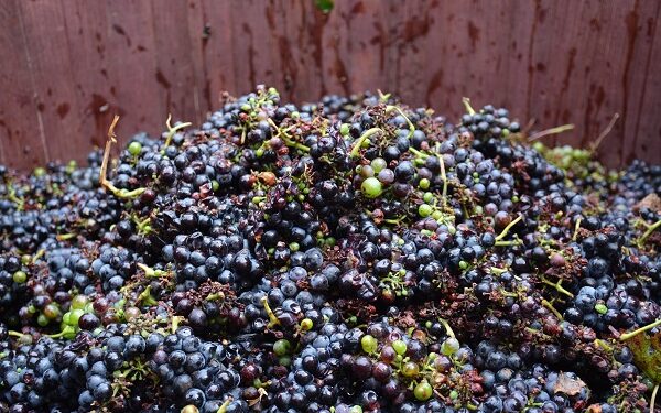 Los tres proyectos vinicolas que quiza no conocias de Tecate, Baja California