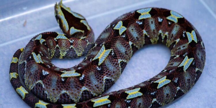 ¡Viaja en el AVE con tus mascotas a partir de ahora! Descubre cuáles son permitidas