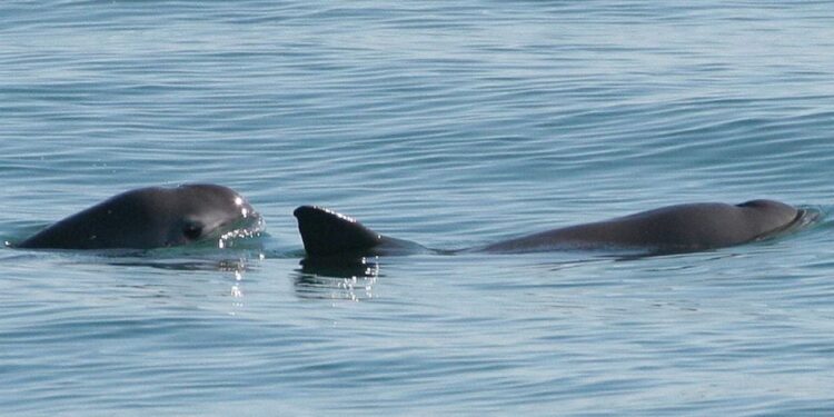 Alentador resultado de Crucero Vaquita