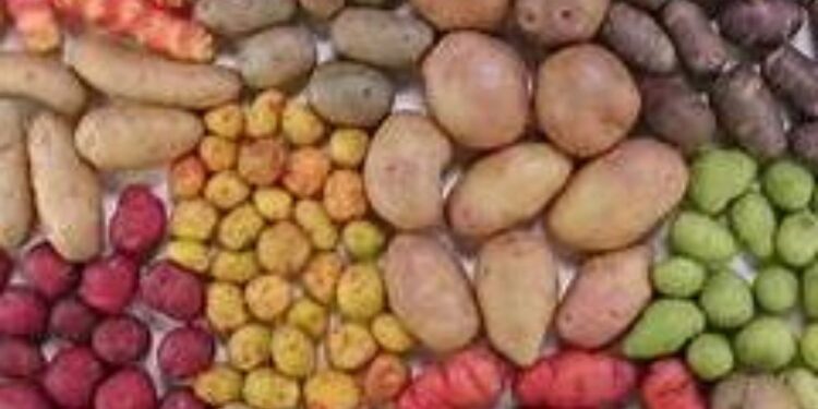 Diario de Cuyo - Papas nativas andinas: no hay semillas