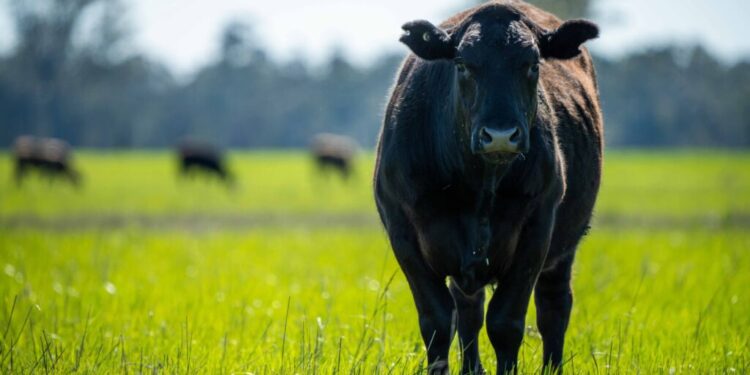 Associated British Foods comprará National Milk Records