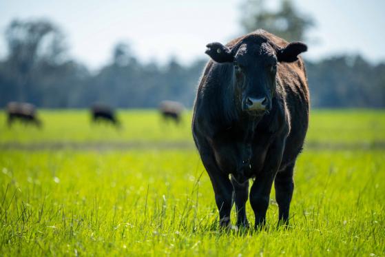 Associated British Foods comprará National Milk Records