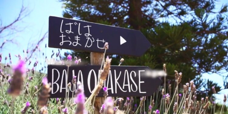 Celebra el día del Sushi con experiencia Bajapones en el Valle de Guadalupe