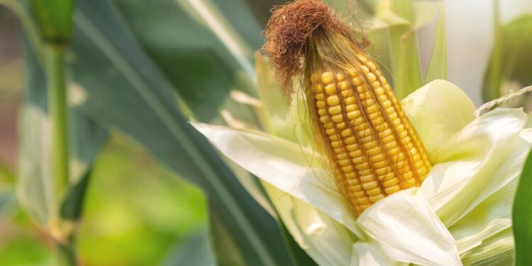 Conoce el efecto del glifosato sobre el agro y la industria alimentaria