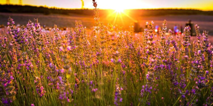 Las claves para disfrutar de los campos de lavanda de Brihuega este verano