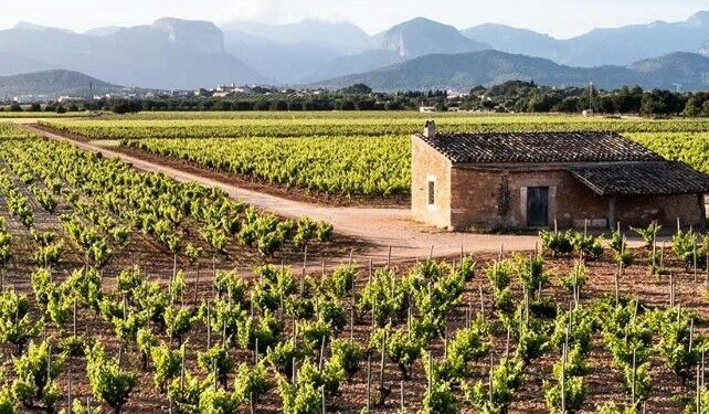 Enoturismo: claves para descubrir el vino y la agricultura ms natural