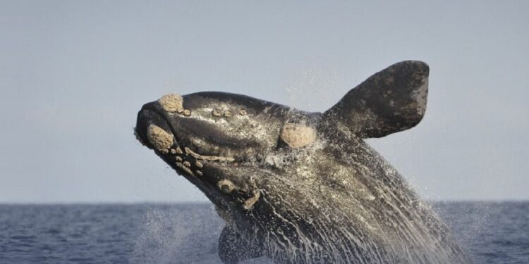 Puerto Madryn llegó a Mar del Plata