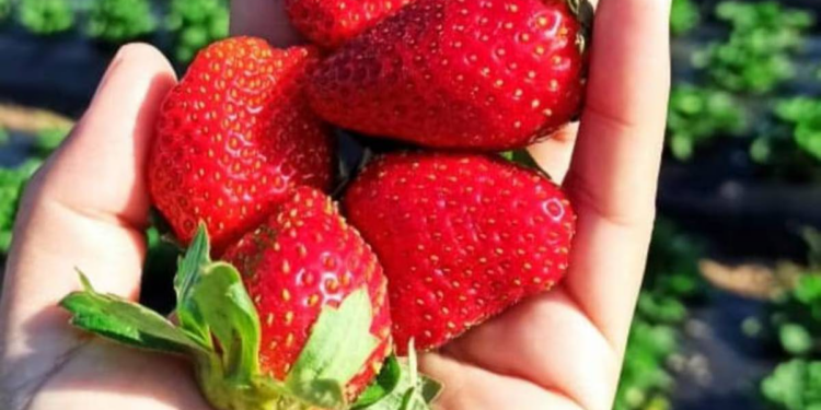 La Nación / Frutilleros,a la espera del anunciado frente frío