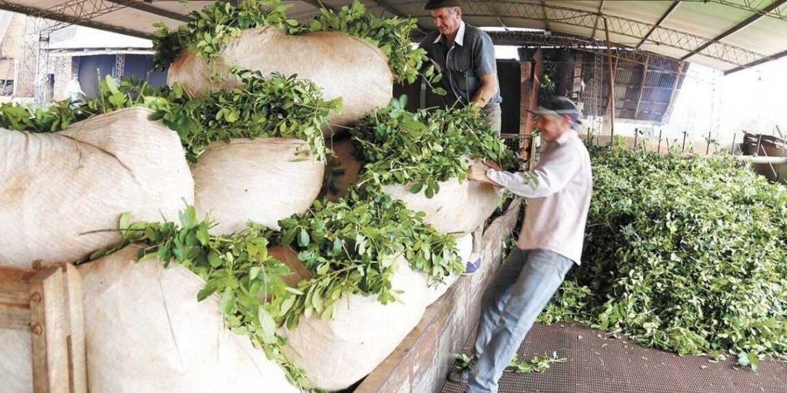 Desde el Inym trabajan para el ingreso de la yerba mate a Estados Unidos