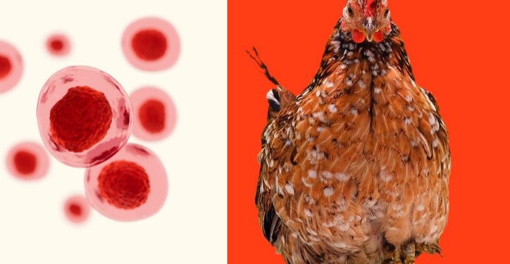 ¿Sabrá a pollo? EU aprueba venta de 'carne cultivada' con células animales