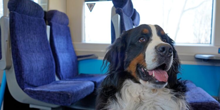 Renfe permitirá viajar con perros de hasta 40 kilos entre Valencia y Madrid