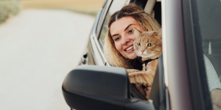 prevent-your-cat-from-getting-car-sick-top-tips-dimension-turistica