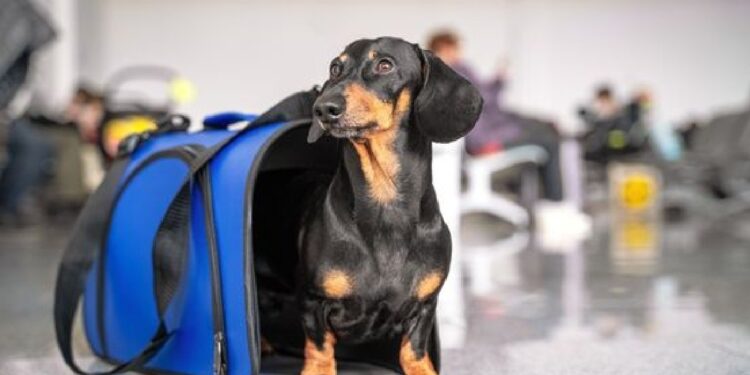 Profeco revela tips y secretos para volar con tu mascota