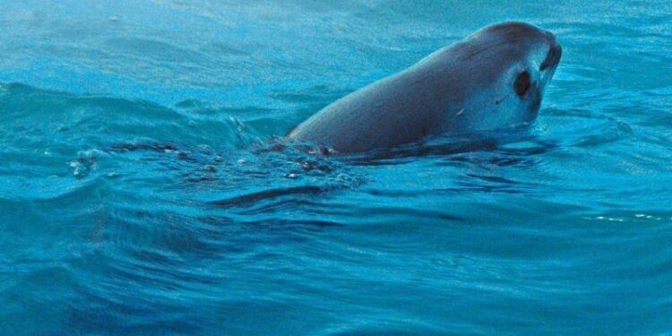 Resultados del Crucero de Observacin de la Vaquita Marina 2023