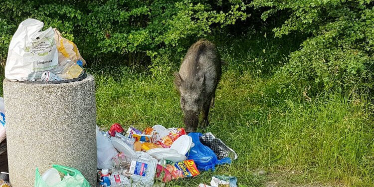 Con el verano aumentan los viajes y con ellos el riesgo de introducir la peste porcina africana en España