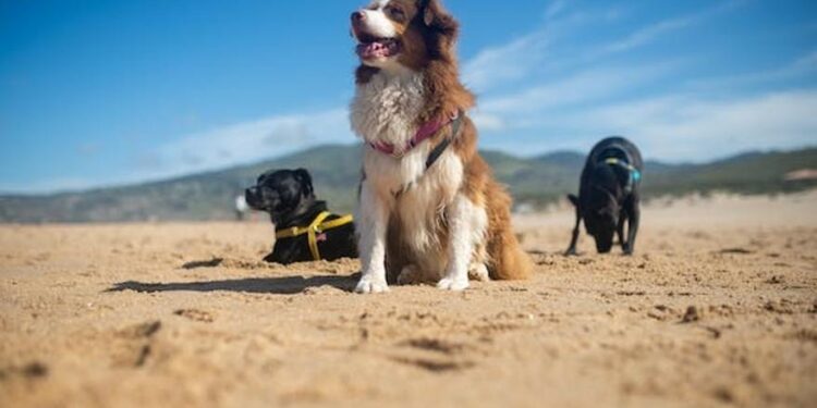 VIAJE CON PERROS | Si vas a viajar con tu mascota en tren o avión, esto es lo que debes tener en cuenta